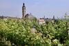 View of Kutná hora and vines from the walkway