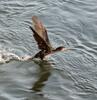 Cormorant on the River Rhine