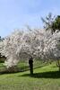 Blossom in Petřín Hill