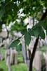 Old Jewish Cemetery