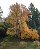 Průhonice Park